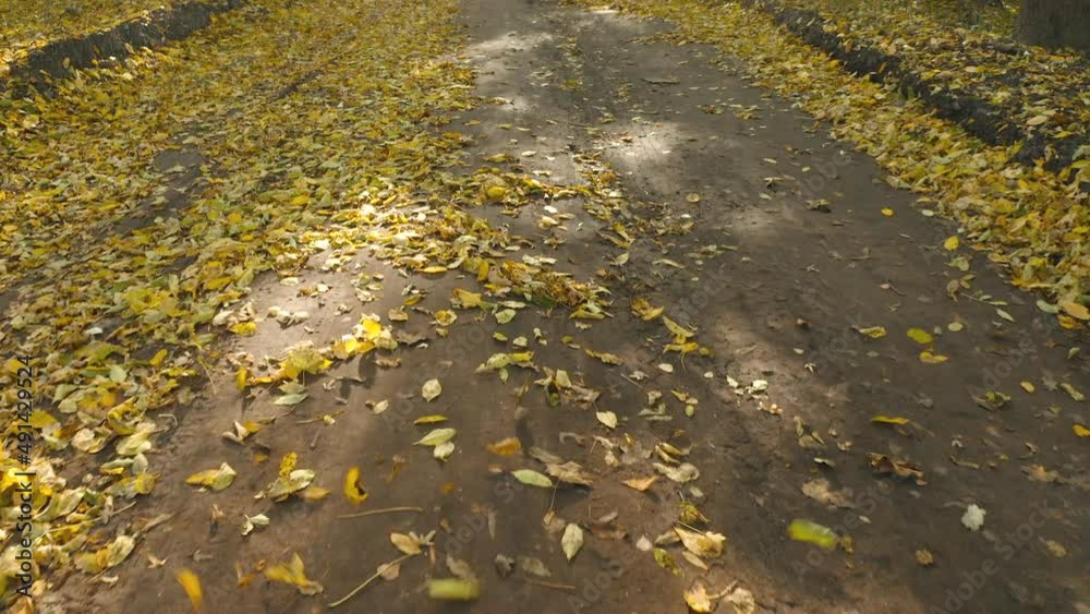 camera flying very low over the fallen autumn leaves. A gust of wind in autumn forest lifts some fallen yellow foliage into air. Camera Calm Flying Through Fall Autumn Forest Through Woods And Trees camera flying very low over the fallen autumn leaves. A gust of wind in autumn forest lifts some fallen yellow foliage into air. Camera Calm Flying Through Fall Autumn Forest Through Woods And Trees