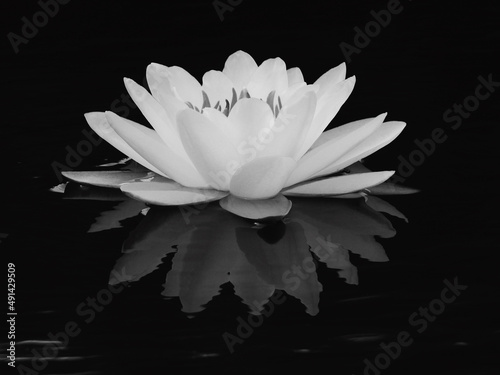 black and white lotus with water reflection