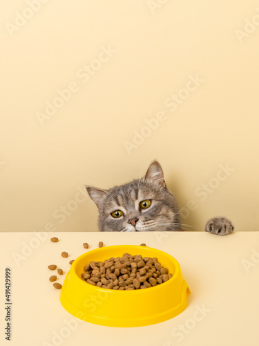 A cute gray cat and a bowl of food on a yellow background. Reaching for his favorite food, little thief.