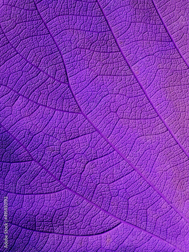 close up violet leaves texture © srckomkrit
