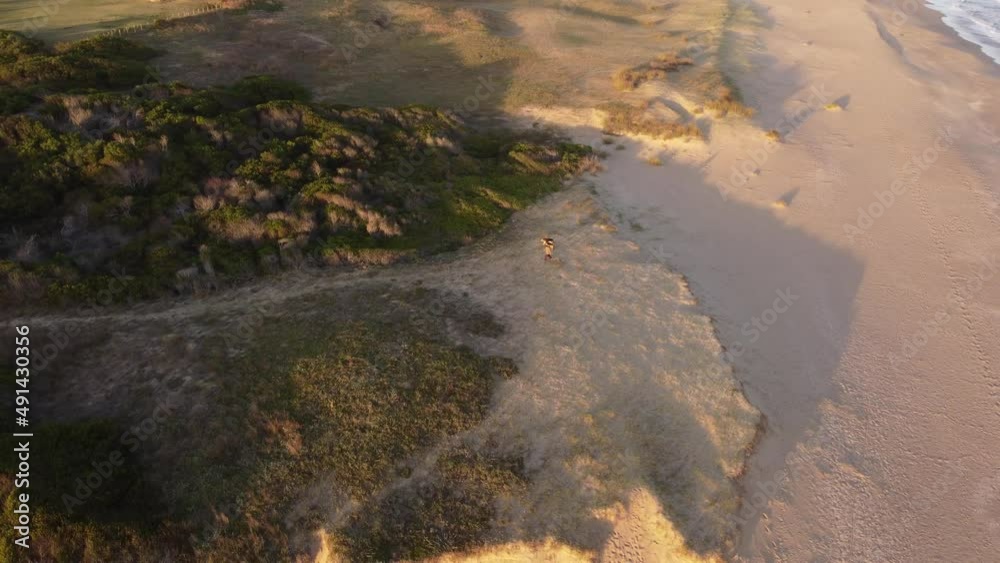 Aerial view of dog walking on an isolated beach during sunset. Aerial view of dog walking on an isolated beach during sunset.