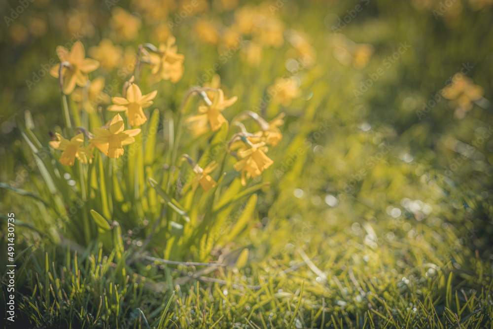 Żółte żonkile miniaturki, piękna, jasna, słoneczna wiosenna łąka. 