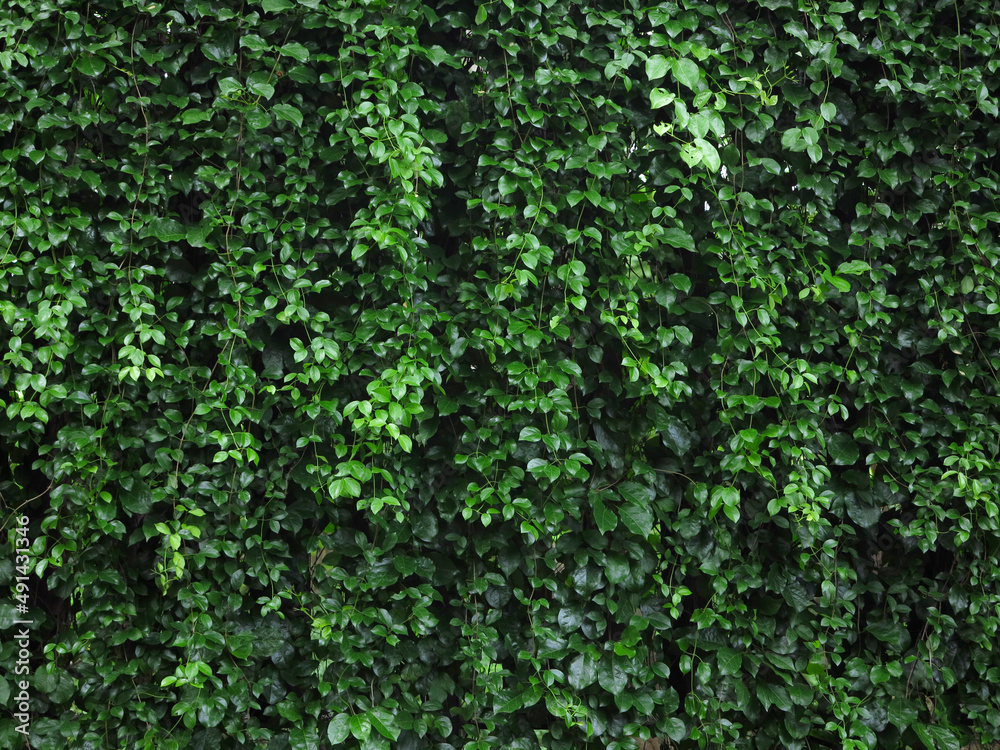 green plant of bush wall background green plant of bush wall background