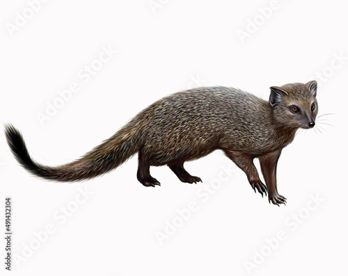 Mongoose (Herpestes) photo