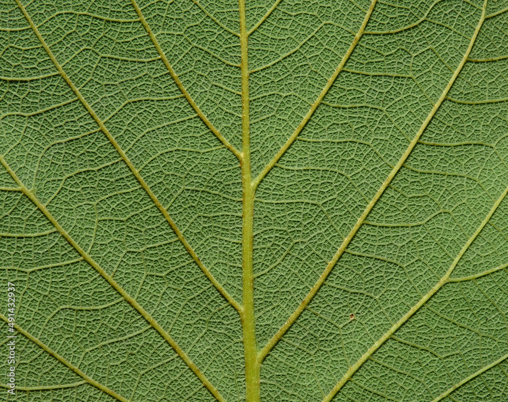 close up green leaf of Bastard teak ( Butea monosperma ) close up green leaf of Bastard teak ( Butea monosperma )