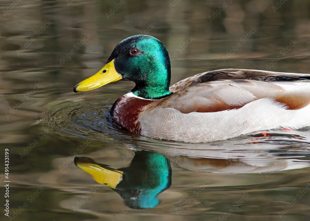 Fototapeta premium Portrait of a beautiful male mallard duck ( Anas platyrhynchos) swimming on the river in a sunny day. Colorful duck with vibrant feathers and reflection in the pond. Wild bird in nature.