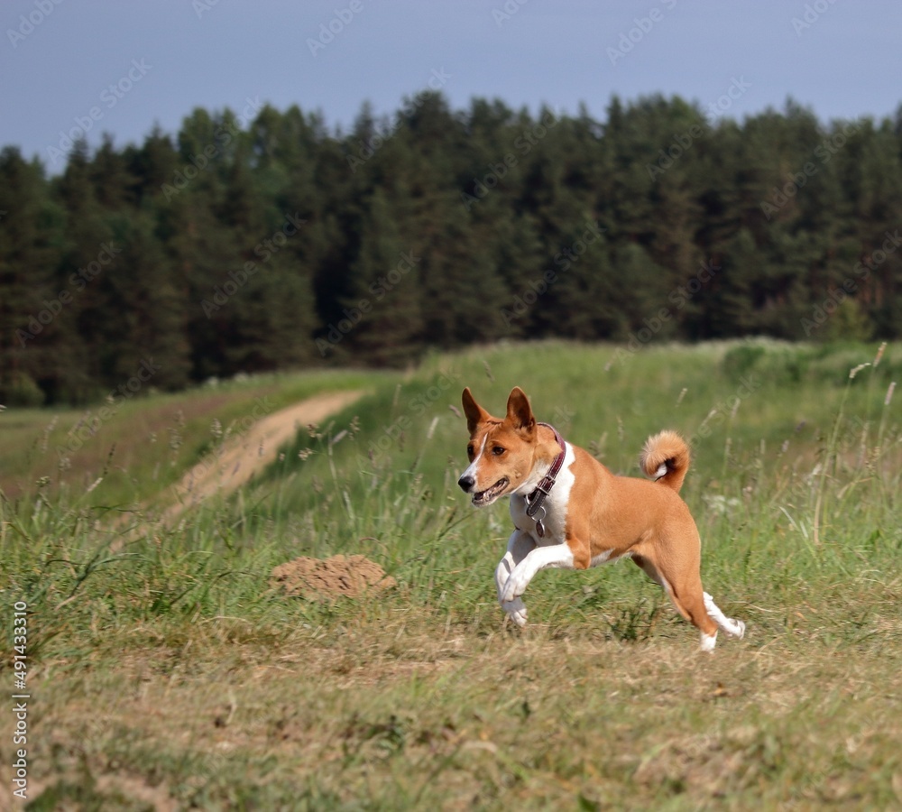 jack russell terrier running in the park