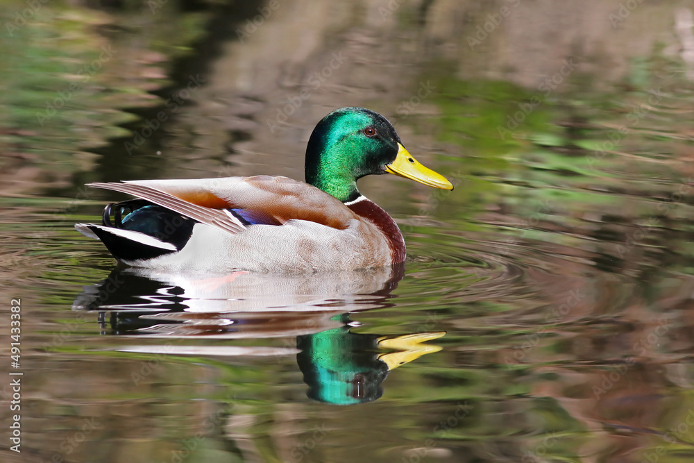 Obraz premium Beautiful male mallard duck ( Anas platyrhynchos) swimming on the river in direct sun light during a sunny day. Colorful duck with vibrant feathers and reflection in the pond. Wild bird in nature.