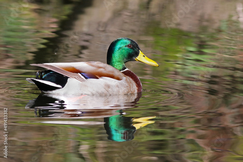 Beautiful male mallard duck ( Anas platyrhynchos) swimming on the river in direct sun light during a sunny day. Colorful duck with vibrant feathers and reflection in the pond. Wild bird in nature.