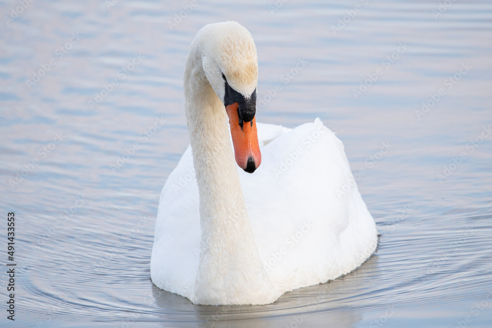 Obraz premium Cygnus olor