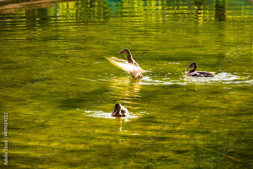 Wallpaper Mural ducks in a pond in Park Lotnikow Polskich, Krakow, Poland Torontodigital.ca