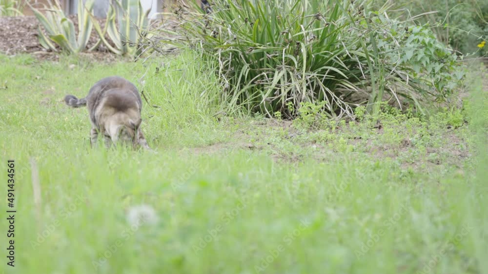 Beautiful grey striped stripes cat walking in grass slow motion 4K