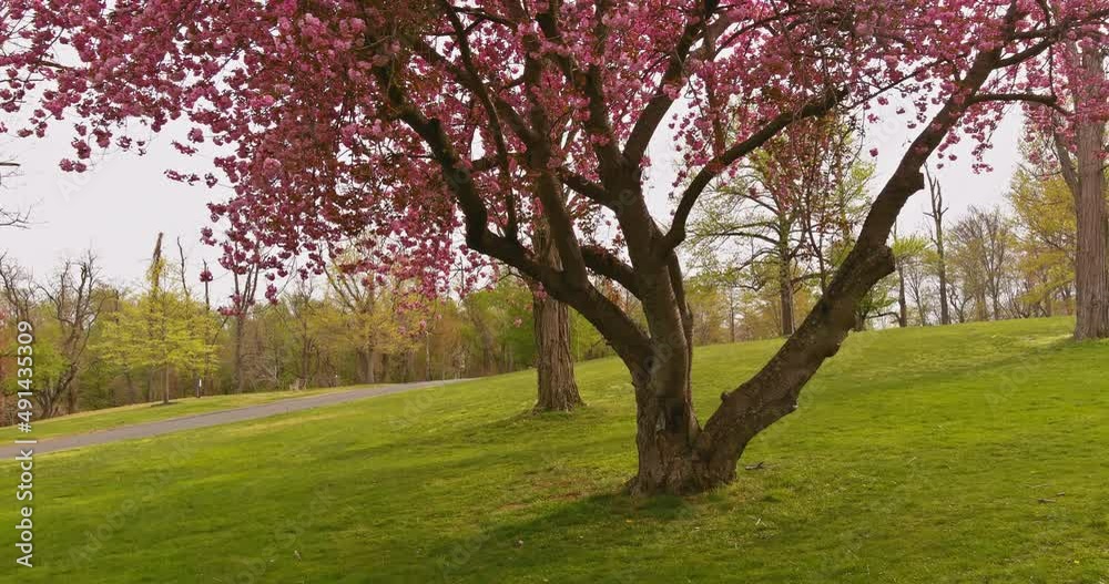 Spring nature scene park with majestically blossoming large Sakura Japan cherry trees on a fresh green lawn
