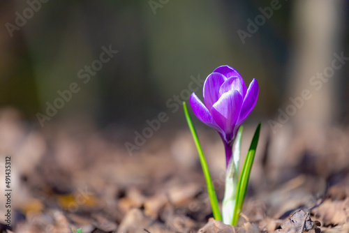 Selective focus of violet crocus flowers in the green meadow with warm sunlight in the morning, The flowers are one of the brightest and earliest spring bloom, Natural spring floral background.
