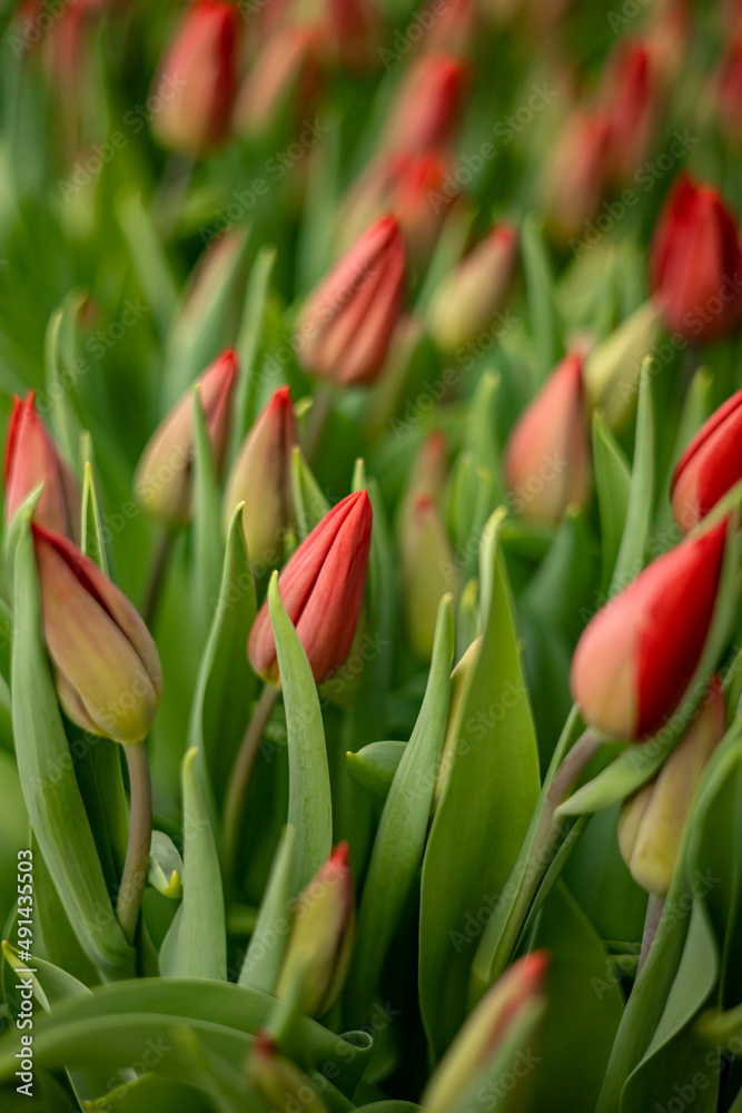 Closeup beautiful red tulips buds green leaves and stems with blurred copyspace Closeup beautiful red tulips buds green leaves and stems with blurred copyspace