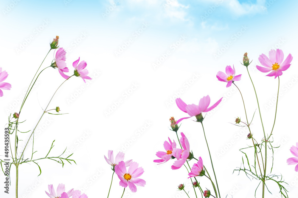 blue sky. Colorful cosmos flowers on a background of summer landscape. blue sky. Colorful cosmos flowers on a background of summer landscape.