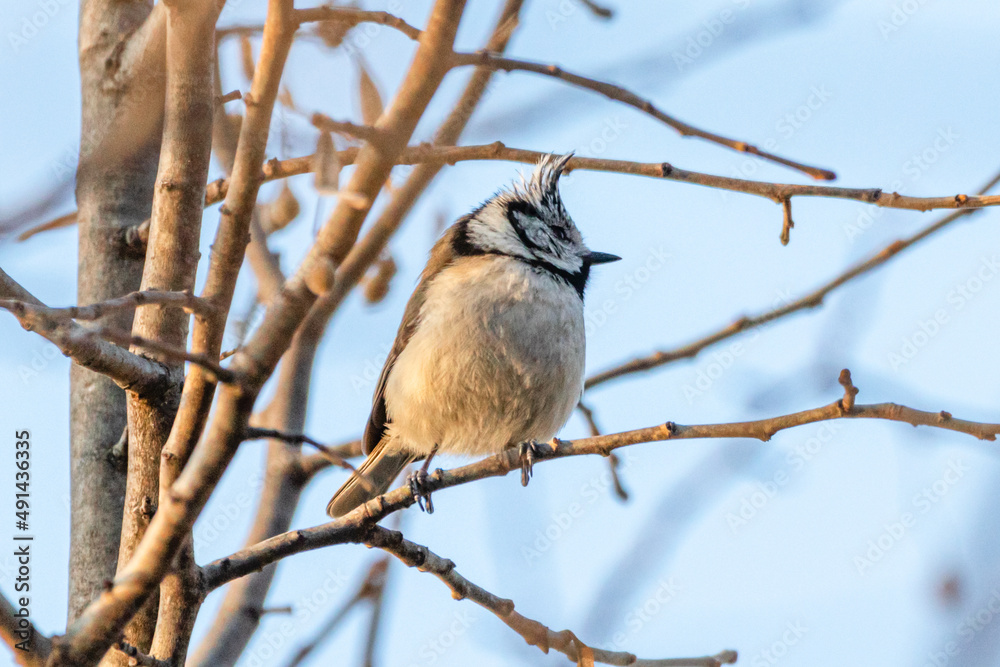 European Crested Tit perched on a tree branch European Crested Tit perched on a tree branch