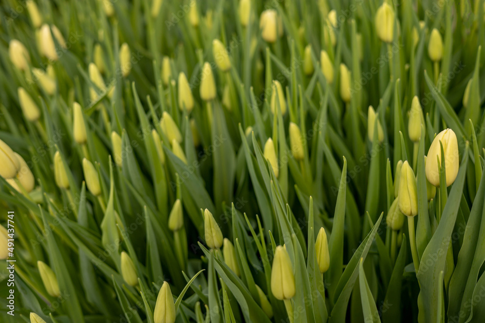 Top view bouquet with beautiful yellow tulips and green stems leaves natural fresh plant decor Top view bouquet with beautiful yellow tulips and green stems leaves natural fresh plant decor