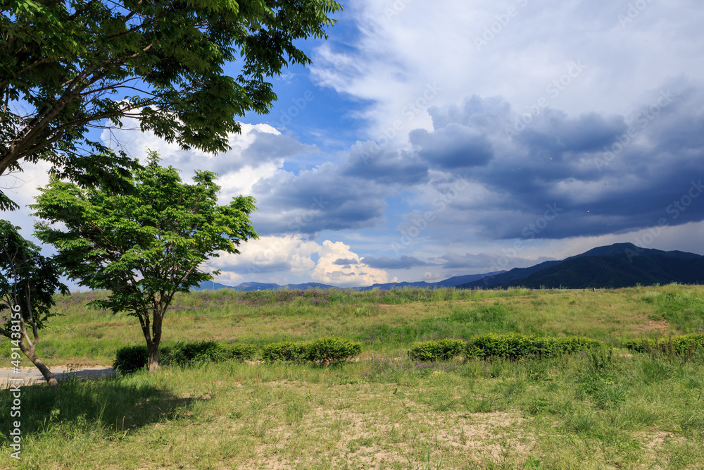 Obraz premium 千曲川 堤防内の景色