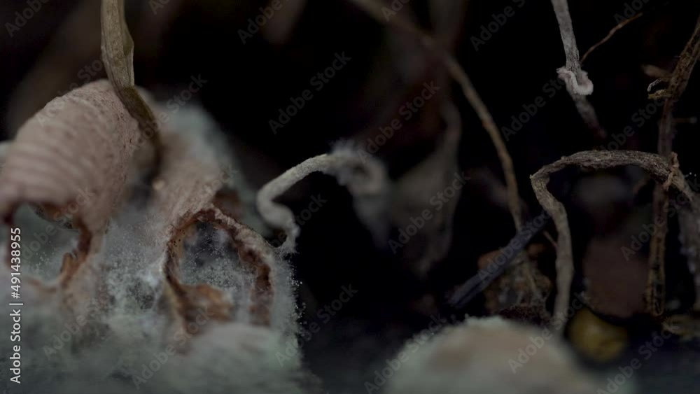 Close up of decomposing mushroom, covering with mold and bugs (4K) Close up of decomposing mushroom, covering with mold and bugs (4K)