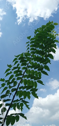 fern in the sky