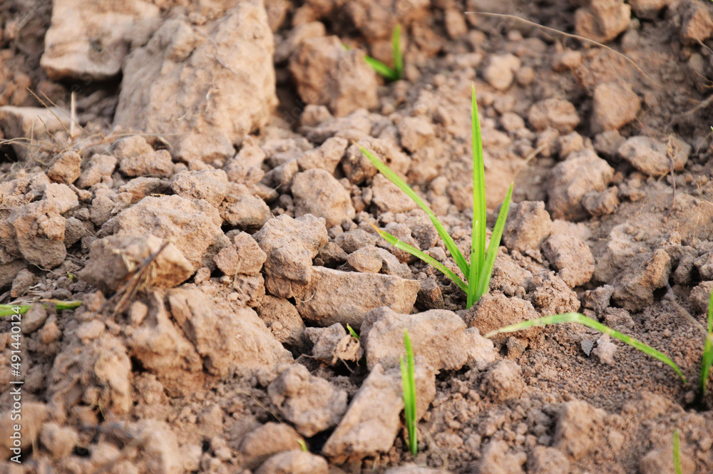 Small green grass growing on brown soil. Survival growth concept. copy space Small green grass growing on brown soil. Survival growth concept. copy space