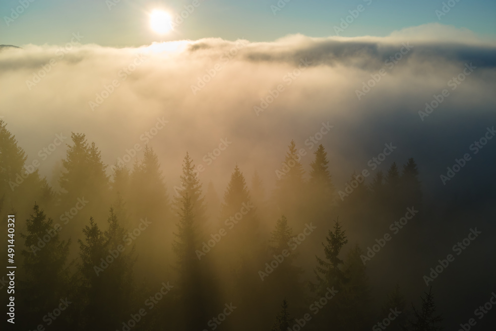 Aerial view of foggy evening over dark pine forest trees at bright sunset. Amazingl scenery of wild mountain woodland at dusk Aerial view of foggy evening over dark pine forest trees at bright sunset. Amazingl scenery of wild mountain woodland at dusk
