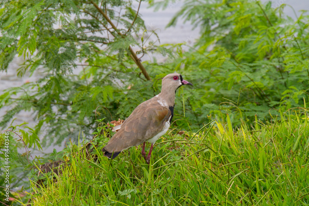 Naklejka premium bird known as Southern Lapwing outdoors at Rodrigo de Freitas Lagoon in Rio de Janeiro.