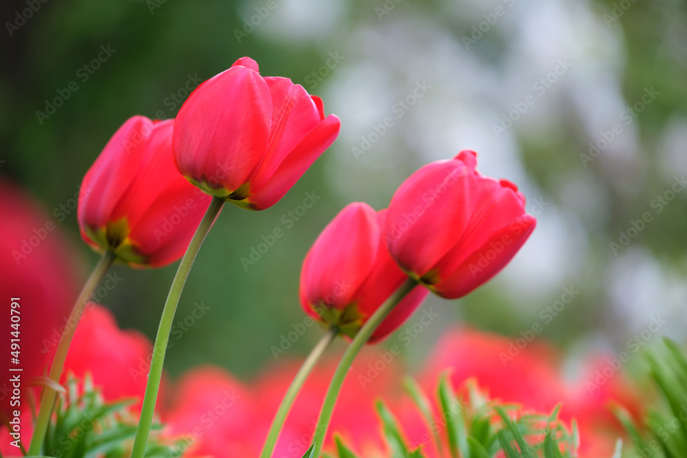 Bright red tulip flowers blooming on outdoor flowerbed on sunny spring day