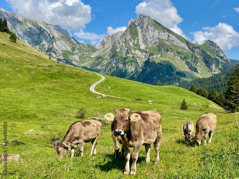 Cows in the Swiss Alps, Alpstein range in the background. St. Gallen, Switzerland.