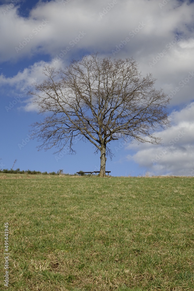Steep hill with green meadow, empty tree and bench, blue Siegerland winter sky, low angle view (vertical), Ruckersfeld, NRW, Germany Steep hill with green meadow, empty tree and bench, blue Siegerland winter sky, low angle view (vertical), Ruckersfeld, NRW, Germany