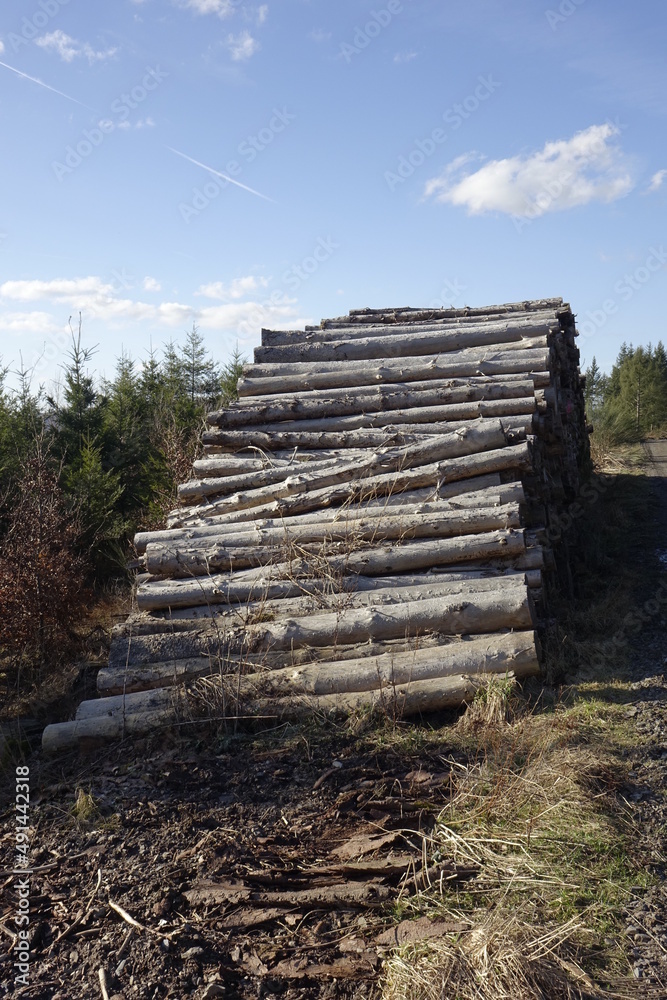 Stack of freshly cut logs in the Siegerland forest, sunny winter day (vertical), Ruckersfeld, NRW, Germany Stack of freshly cut logs in the Siegerland forest, sunny winter day (vertical), Ruckersfeld, NRW, Germany