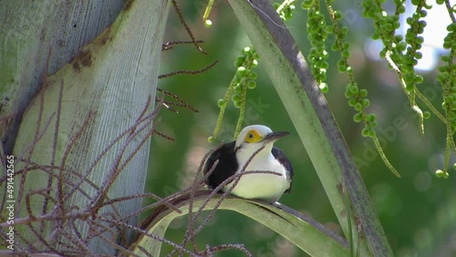The white woodpecker (Melanerpes candidus) perching on a palm tree looking around. Tropical birds. photo