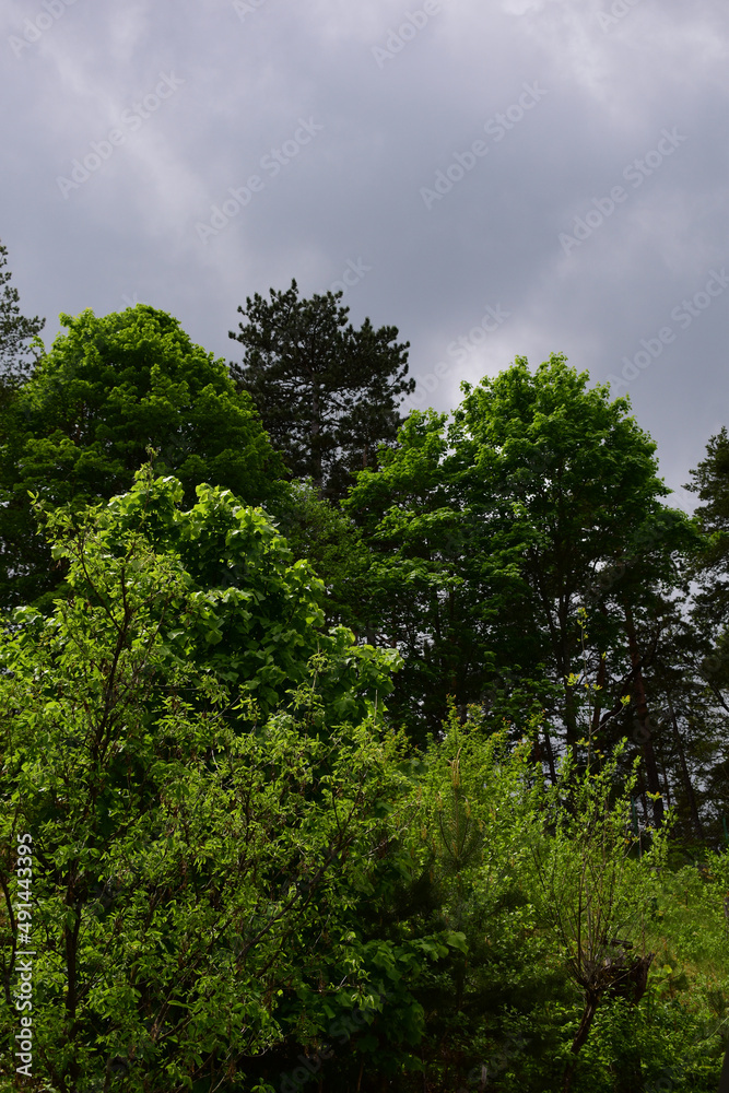 Obraz premium Gewitterstimmung im Mai mit hellgrünen, frischen Bäumen und grauem Himmel