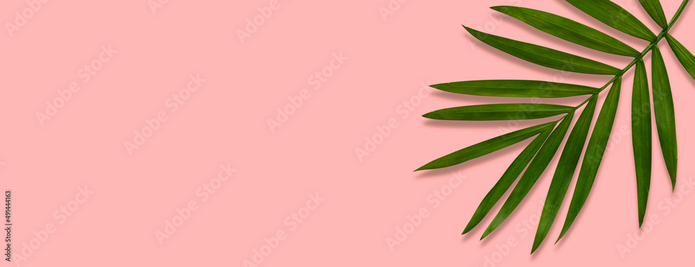 green palm leaf branches on pink background. flat lay, top view green palm leaf branches on pink background. flat lay, top view