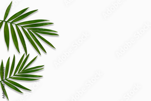 green palm leaf branches on white background. flat lay, top view