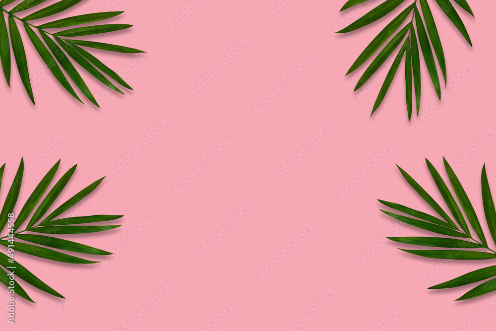 green palm leaf branches on pink background. flat lay, top view green palm leaf branches on pink background. flat lay, top view