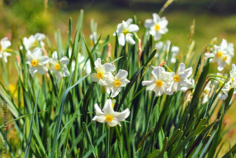 daffodils in a field in spring