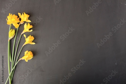 yellow daffodils on chalkboard background
