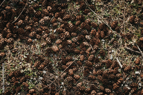 pine cones scattered along the ground