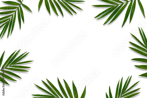 green palm leaf branches on white background. flat lay, top view © K.PND4289
