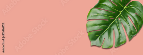 the tropical evergreen vine isolated on pink background.Flat lay