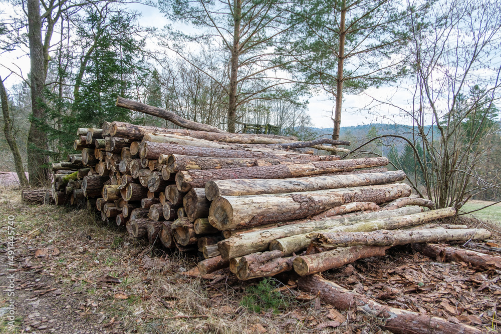 Gestapelte Baumstämme in einem lichten Wald (Forstwirtschaft / Waldwirtschaft / Holzwirtschaft) Gestapelte Baumstämme in einem lichten Wald (Forstwirtschaft / Waldwirtschaft / Holzwirtschaft)