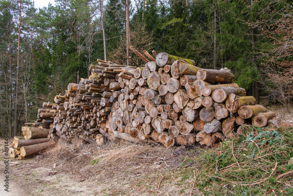 Dicke, gestapelte Baumstämme in einem  Wald (Forstwirtschaft / Waldwirtschaft / Holzwirtschaft) - Holzpellets