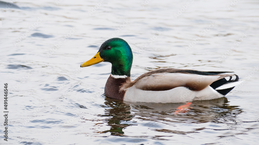 Mallard male is swimming on the water. Duck portrait