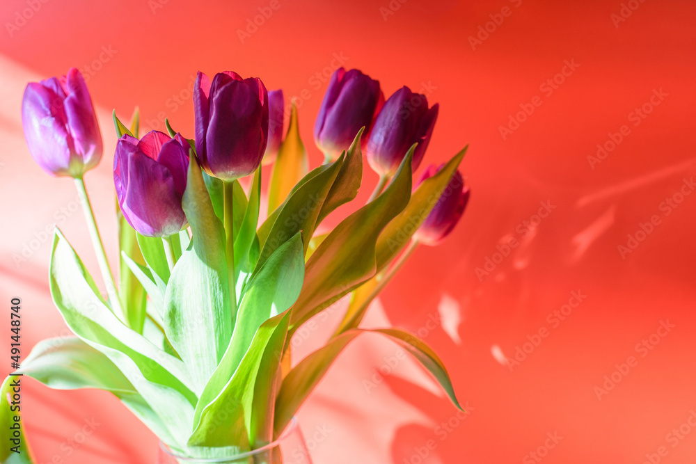 Obraz premium Purple tulips Flowers on red background for March 8, International Womens Day.Beautiful pink tulips.Concept Women's Day, March 8.copy space.