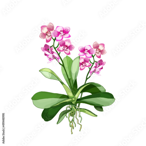 Fototapeta Naklejka Na Ścianę i Meble -  154_orchid_realistic vector illustration of orchid, plants with two peduncles, pink buds, tropical design element for perfumery, cosmetics, personal care products