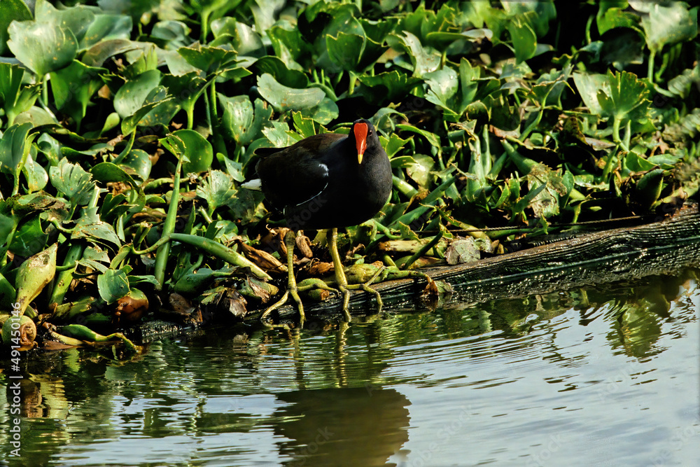 Common moorhen Common moorhen
