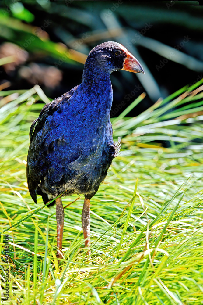 South Island takahē South Island takahē