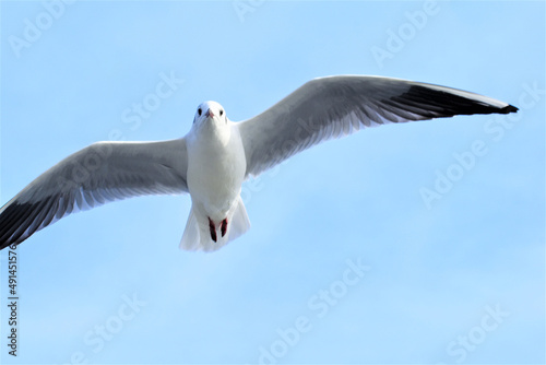 ユリカモメ カモメ 蒲郡 竹島